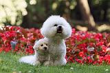 BICHON FRISE 612